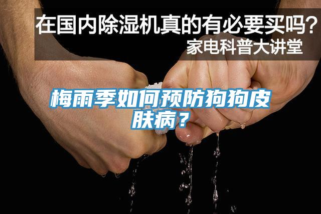 梅雨季如何預防狗狗皮膚病？