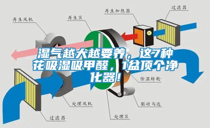 濕氣越大越要養(yǎng)，這7種花吸濕吸甲醛，1盆頂個(gè)凈化器！